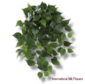 24" Heart-Leaf Philodendron Hanging Bush  ( PBP249-GR )