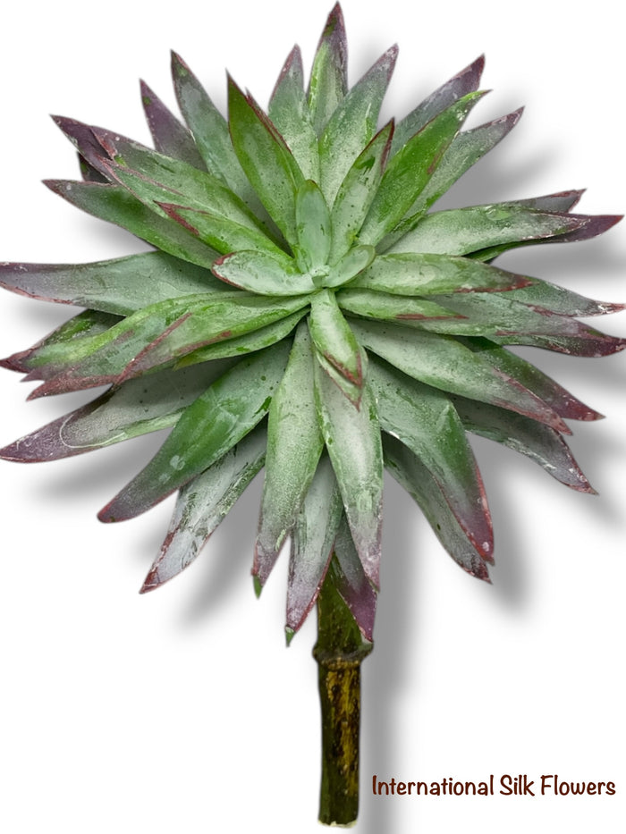 6.5'' SUCCULENT ( 199298-GN/PP )
