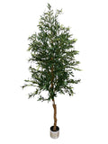 7' Olive Tree ( INT81215 )