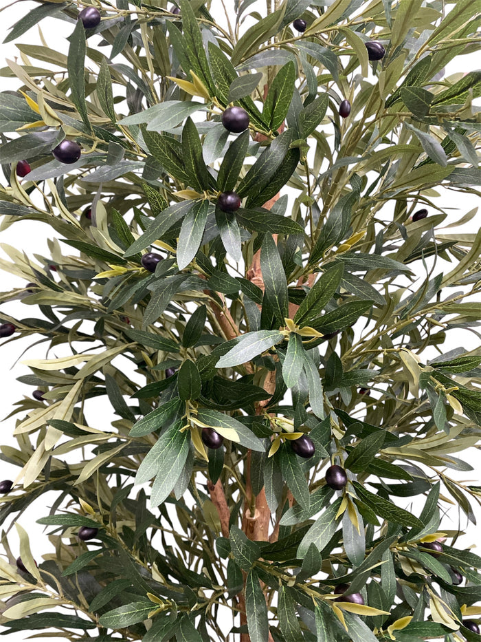 7' Olive Tree ( INT81215 )