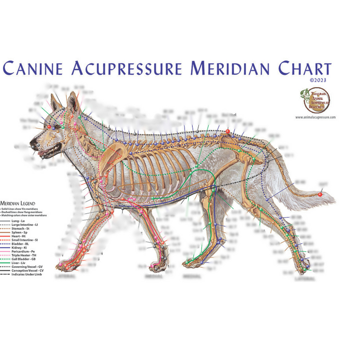 Canine Meridian Accupoint Chart